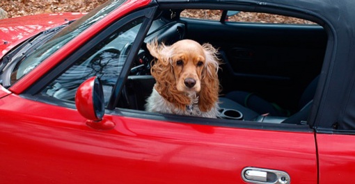 Поведение собаки в машине