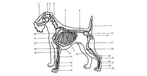 Анатомия и физиология собак